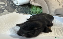 Cocker Spaniel dogs for sale: 3 Adorable kc reg cocker spaniel puppies  - Image 5