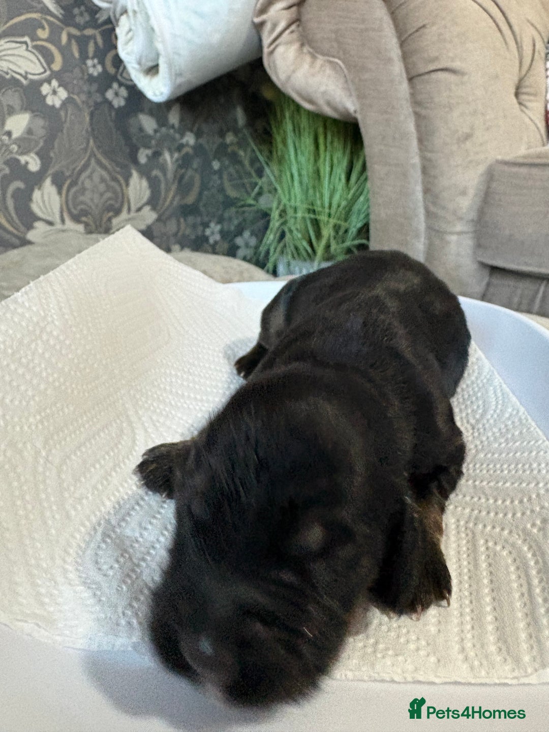 Cocker Spaniel dogs for sale: 3 Adorable kc reg cocker spaniel puppies  - Image 5