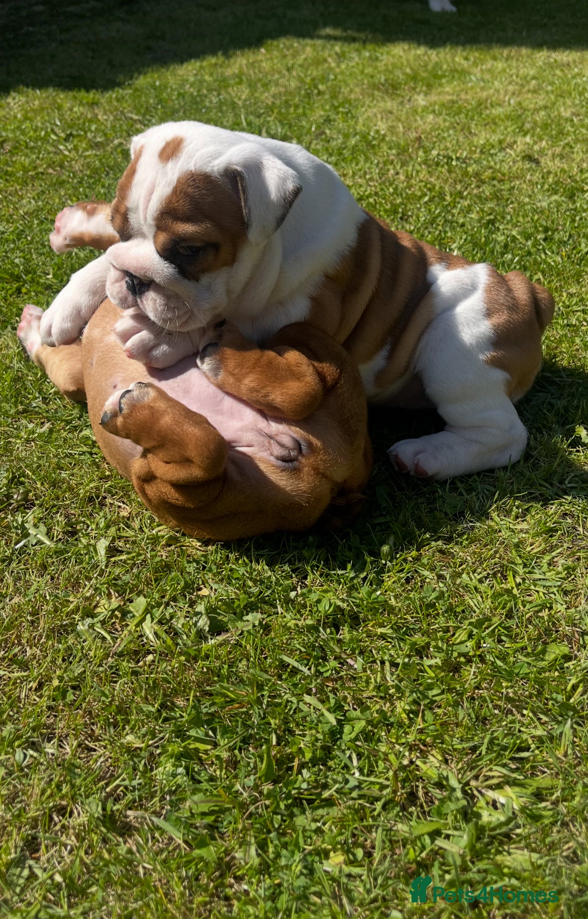 English Bulldog dogs 5 standard bulldogs silver health tested parents  - Advert 2