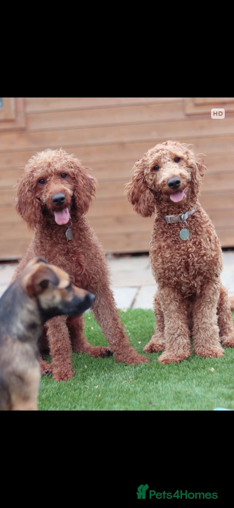 Goldendoodle dogs Honey and Meg - Advert 2