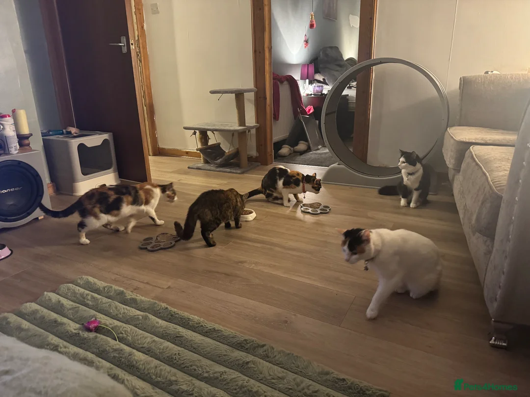 Mixed Breed cats for sale: Cat for rehoming  - Advert 2