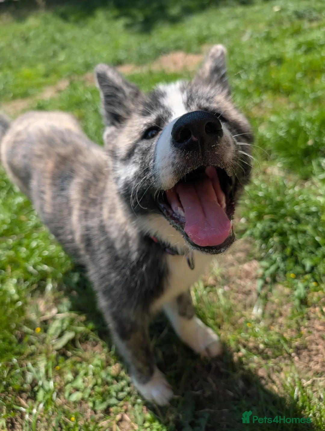 Japanese Akita Inu dogs for sale: Akita puppies pedigree for forever loving homes - Advert 1