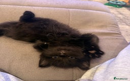 Mixed Breed cats for sale: 3 Gorgeous Long Hair Kittens Available - Image 13