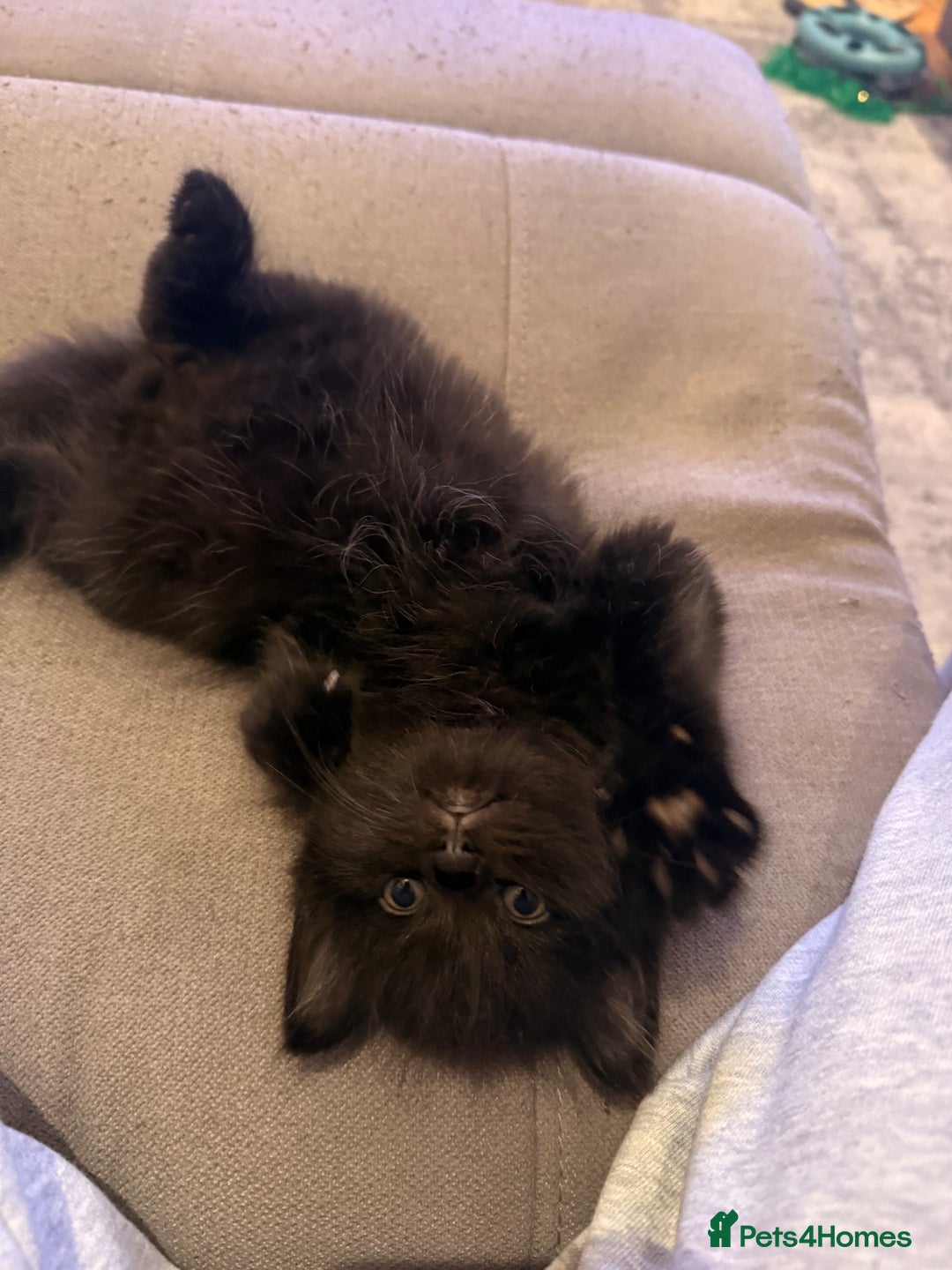 Mixed Breed cats for sale: 3 Gorgeous Long Hair Kittens Available - Image 13