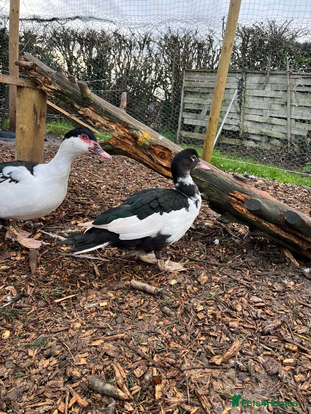 Ducks poultry for sale: Muscovy Female Ducks Point of Lay - Advert 2