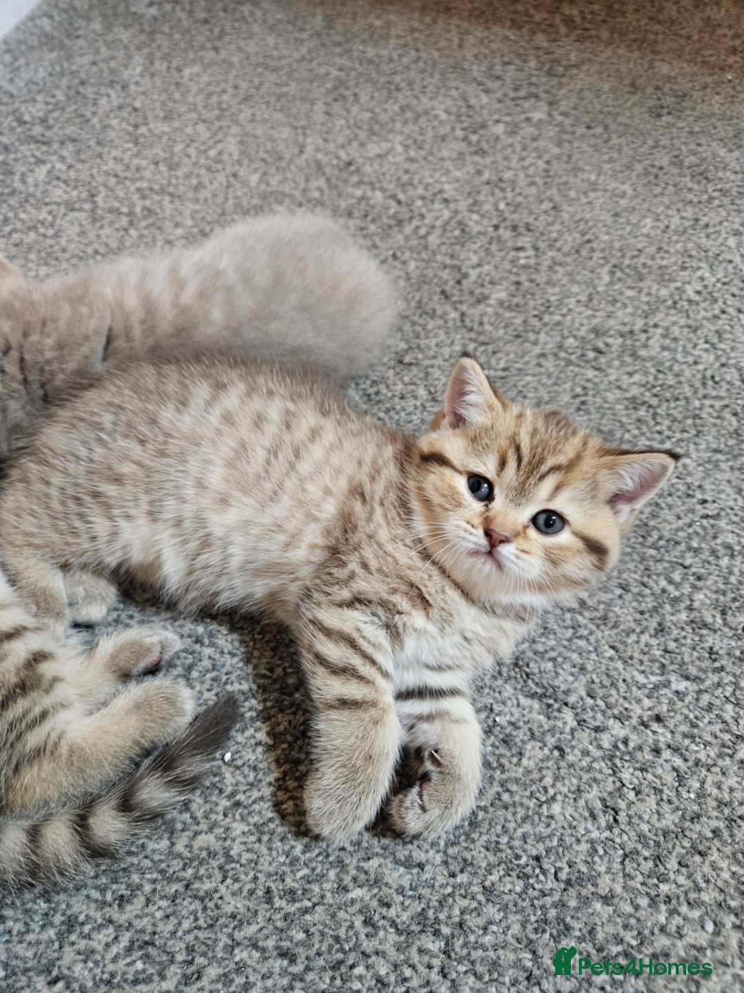 British Shorthair cats for sale: British Shorthair kittens! MALE BACK AVAILABLE!  - Advert 7
