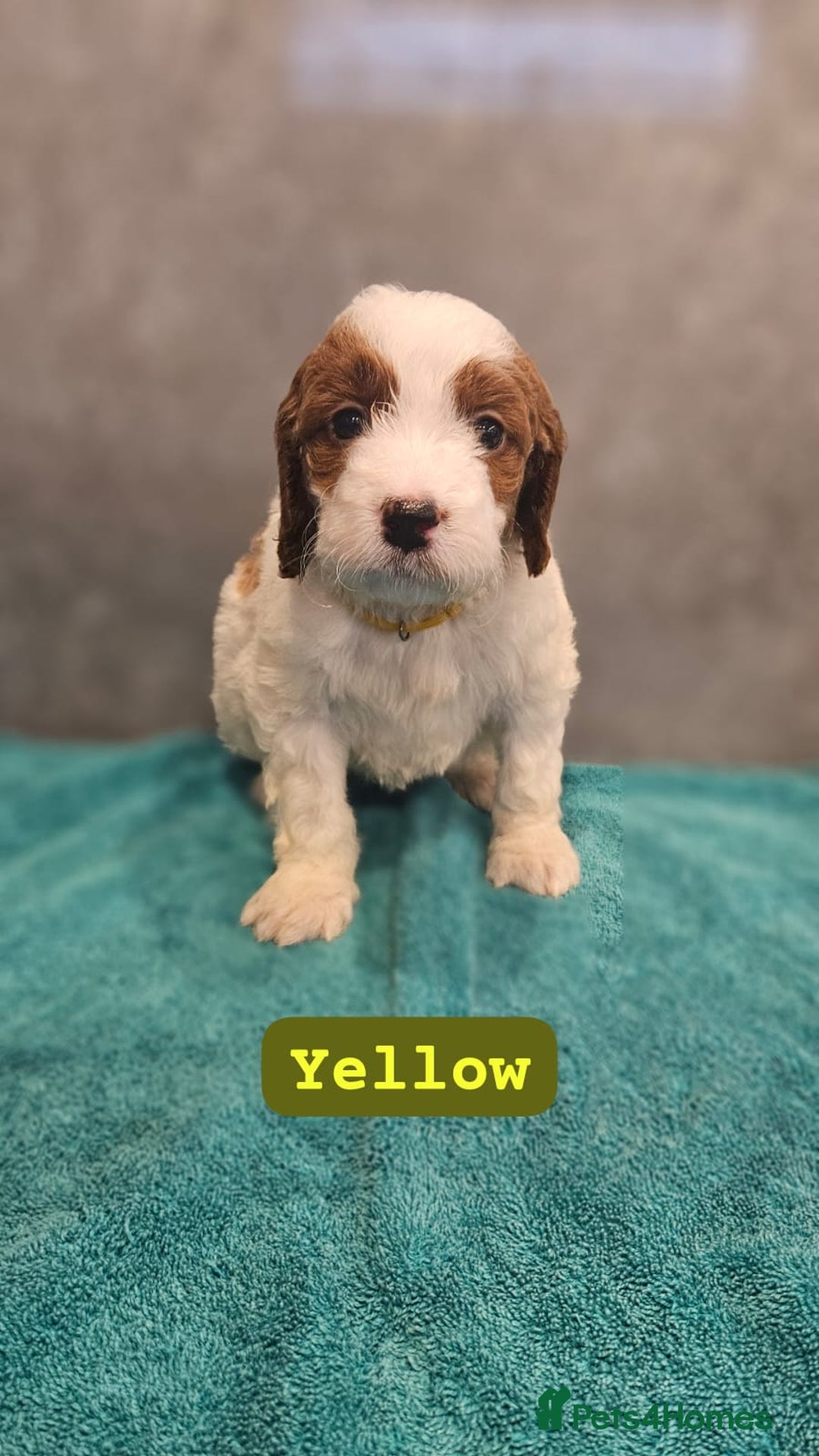 Irish Doodle dogs for sale: Irish red and white doodle puppies  - Image 11