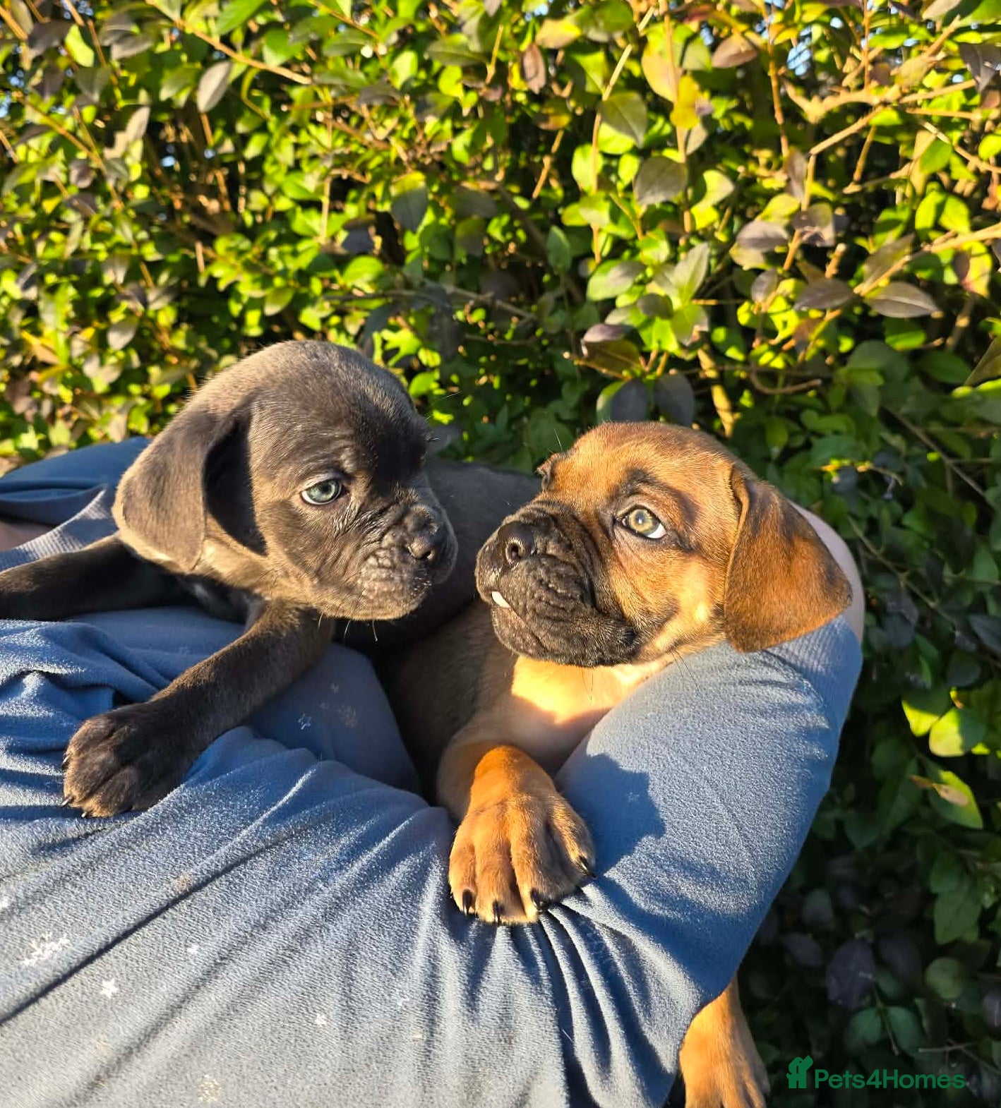 Cane Corso dogs READY TO LEAVE 🥰ICF/ICCF Champion 6th GENERATIOn - Advert 4