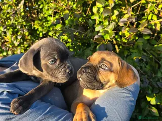 Cane Corso dogs READY TO LEAVE 🥰ICF/ICCF Champion 6th GENERATIOn - Advert 4
