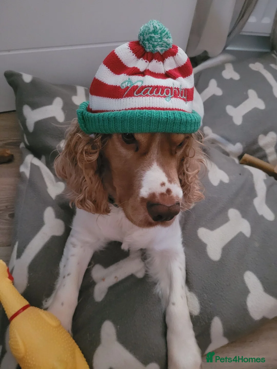 Cocker Spaniel dogs for sale: Cocker Springer Spaniel for rehoming in Nottingham - Advert 2
