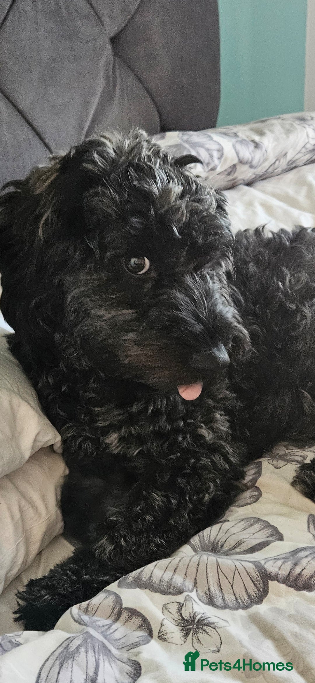 Mixed Breed dogs for sale: Male yorkipoo  - Advert 3