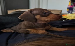 Miniature Dachshund dogs for sale: Gorgeous KC reg miniature Dachshund puppies  - Image 3