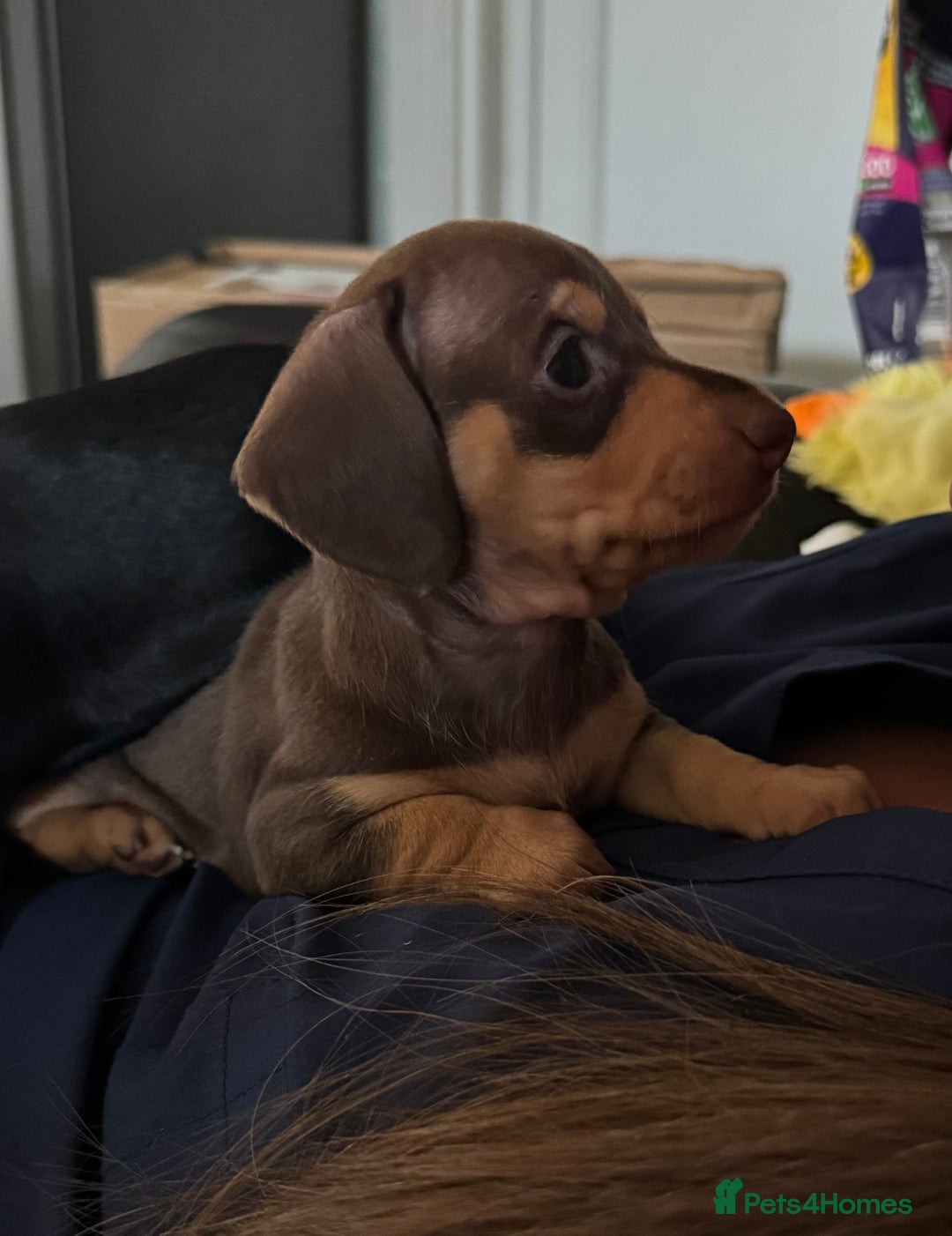 Miniature Dachshund dogs for sale: Gorgeous KC reg miniature Dachshund puppies  - Image 3