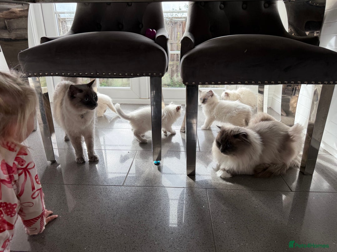 Ragdoll cats for sale: Beautiful ragdoll kittens  - Image 12