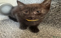 Mixed Breed cats for sale: Friendly and playful kittens  - Image 7