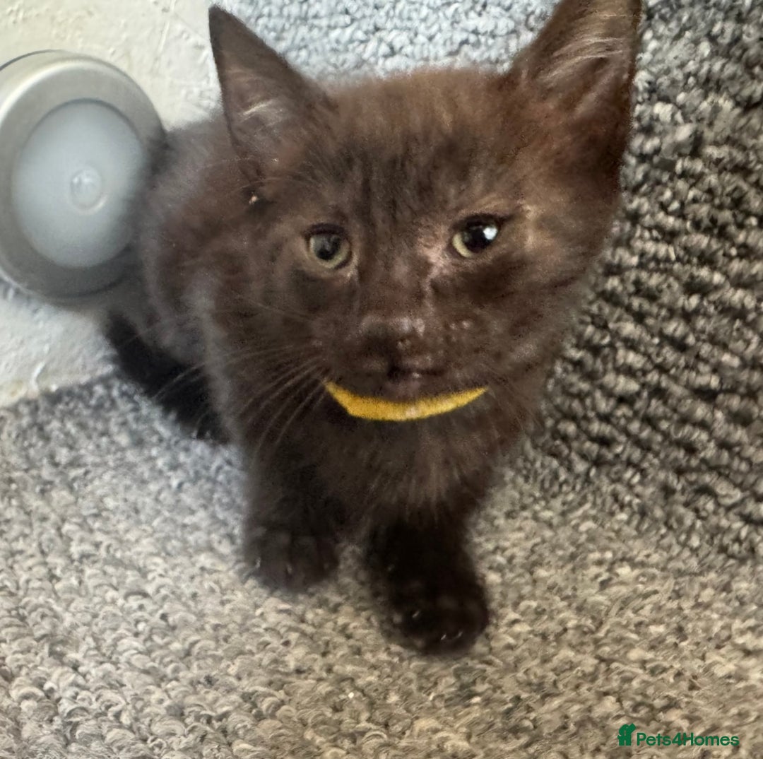 Mixed Breed cats for sale: Friendly and playful kittens  - Image 7