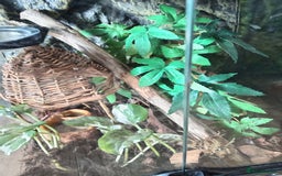 Gecko reptiles for sale: Gecko with viv - Image 1