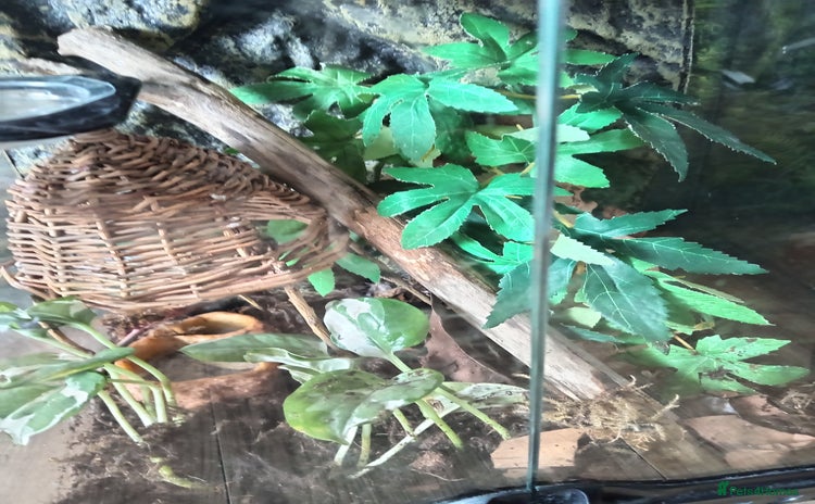 Gecko reptiles - Advert 1