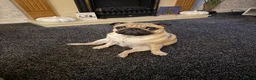 Pug dogs for sale: Loki  in Manchester - Advert 5