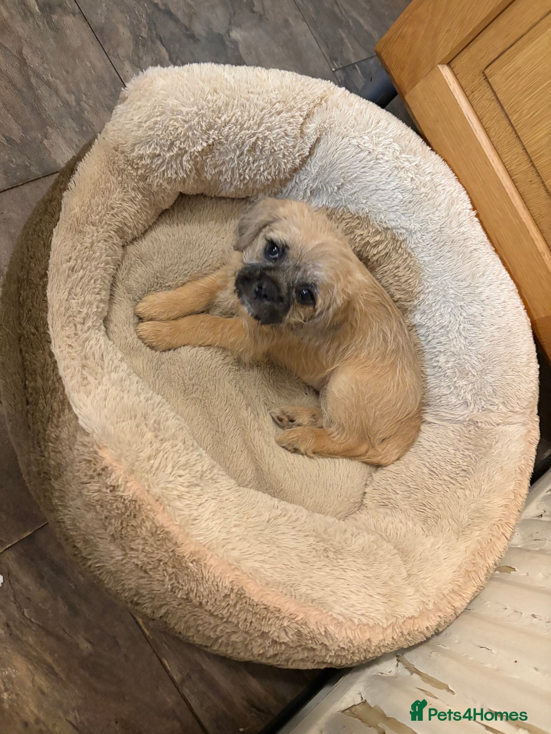 Mixed Breed dogs for sale: Fluffy frenchies  - Image 2