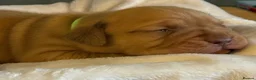 Dogue De Bordeaux dogs for sale: Dogue de Bordeaux  - Advert 6