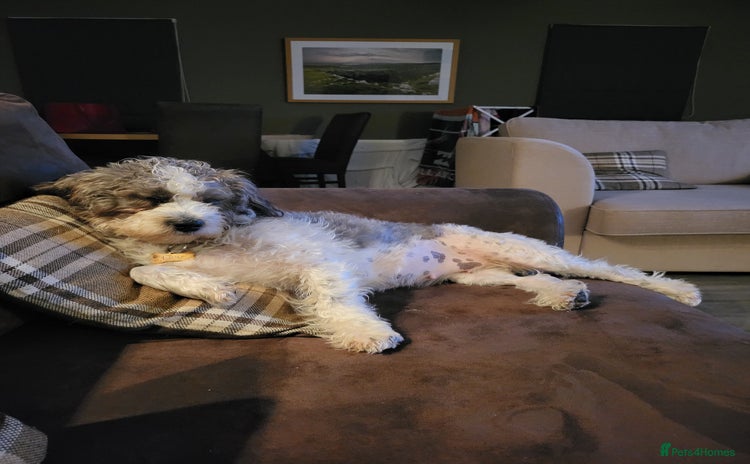 Shihpoo dogs - Advert 2