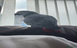Parrots birds for sale: African grey baby parrot - Image 12