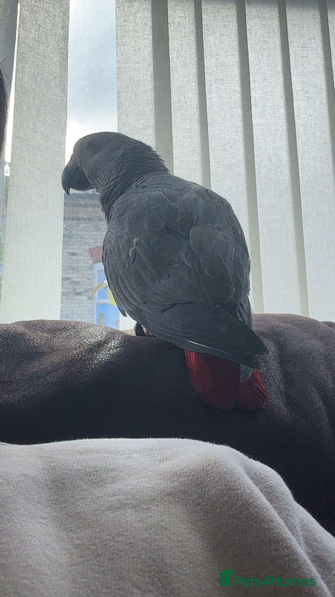 Parrots birds for sale: African grey baby parrot - Image 12