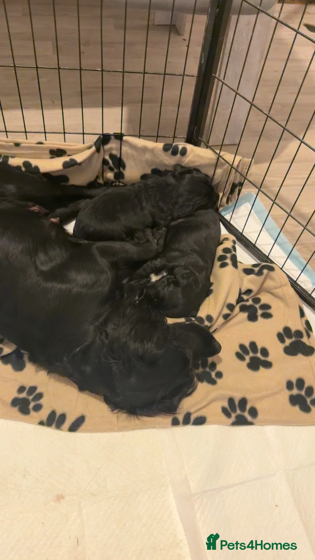Cocker Spaniel dogs for sale: Cocker Spaniel Puppy  in Leigh - Advert 11