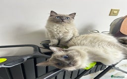 Ragdoll cats for sale: Female kitten ragdoll  - Image 5