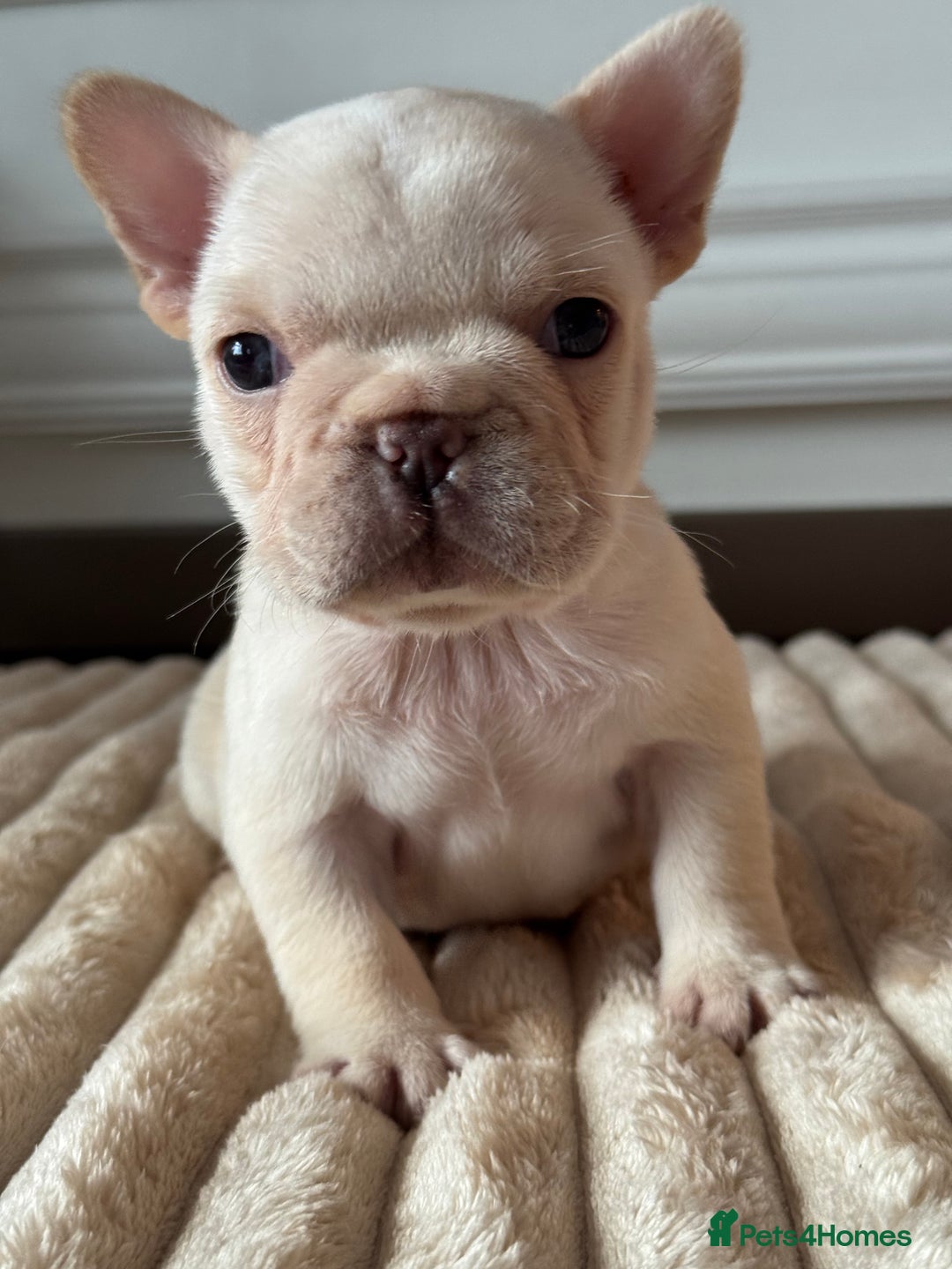 French Bulldog dogs for sale: AMAZING QUALITY FRENCH BULLDOG PUPS  - Advert 18