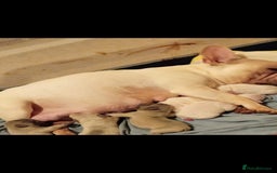 French Bulldog dogs for sale: Platuim cream velvet French bulldog - Image 3