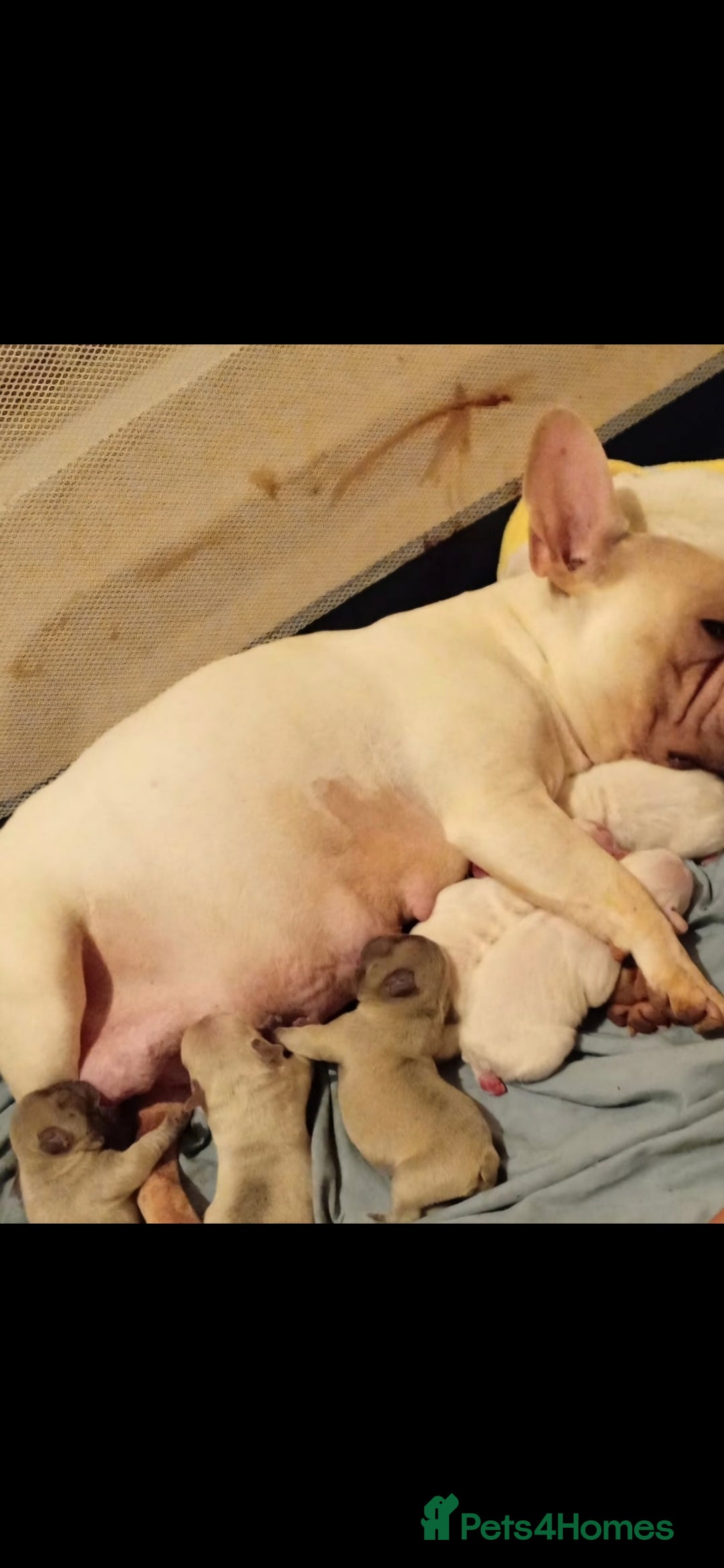 French Bulldog dogs for sale: Platuim cream velvet French bulldog - Image 3