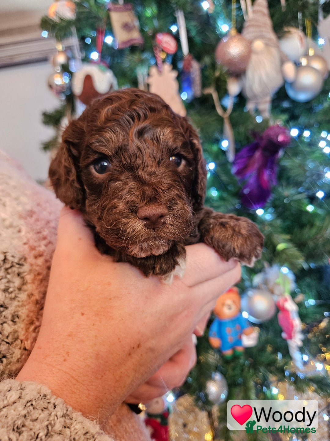 Cockapoo dogs for sale: F3b Cockapoo Puppies – DNA health tested - Advert 32