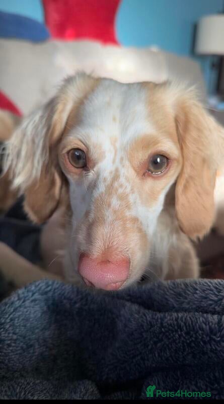 Miniature Dachshund dogs purdie Looking for a Loving Forever Home - Advert 1