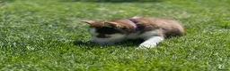 Siberian Husky dogs for sale: Beautiful Husky Puppies in Wells - Advert 29