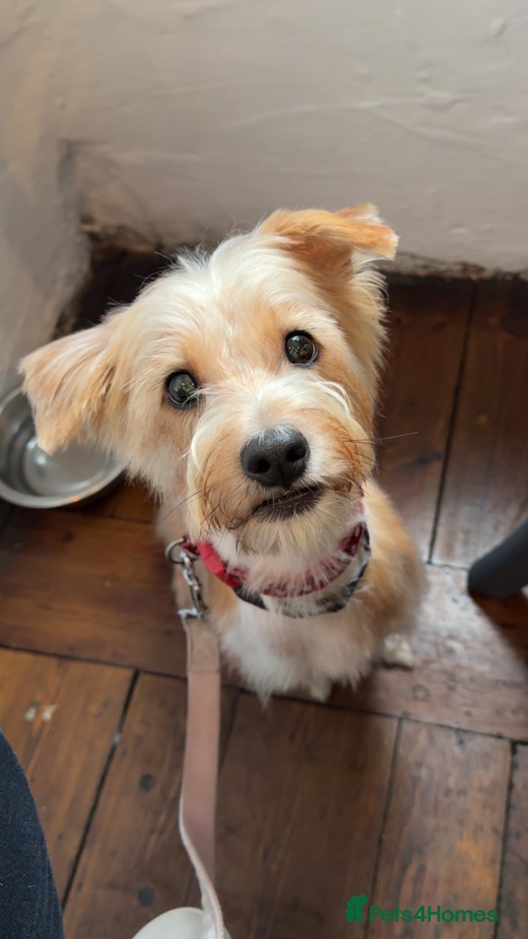 Mixed Breed dogs for sale: Single jack Russel female remaining  - Image 4