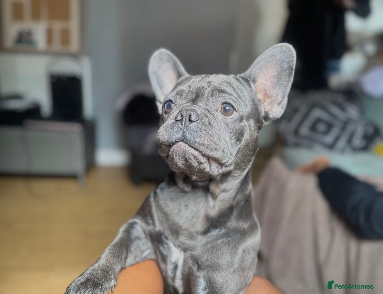 French Bulldog dogs Brooklyn Is Looking for Her Loving Forever Home 🐾 - Advert 5