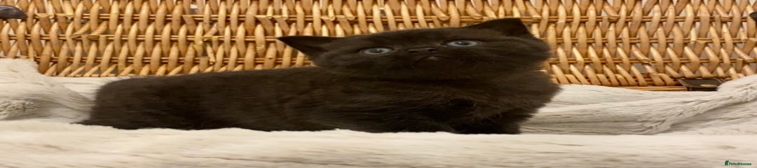 British Shorthair Kitten 1