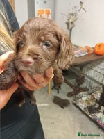 Cocker Spaniel dogs Cocker spaniel puppies - Advert 1