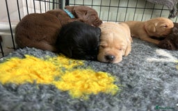 Labrador Retriever dogs for sale: Labrador puppies  - Image 4