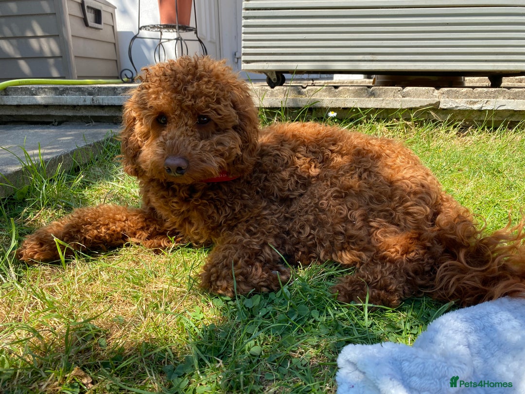 Miniature Poodle dogs for stud: Miniature Poidle - Image 4