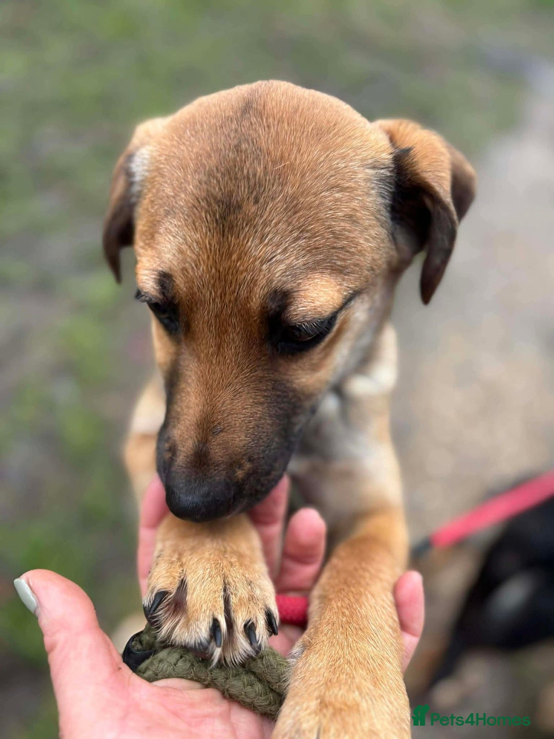 Mixed Breed dogs for adoption: 💕 Sora - Advert 4