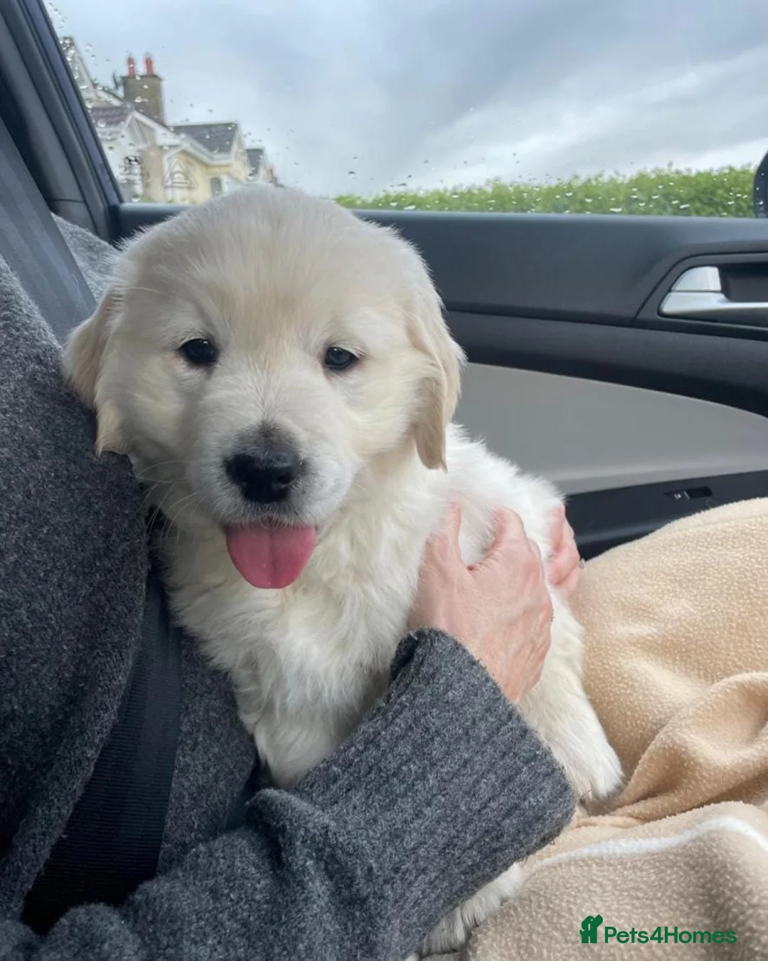 Golden Retriever dogs for sale: Fully health tested golden retriever puppies - Advert 2