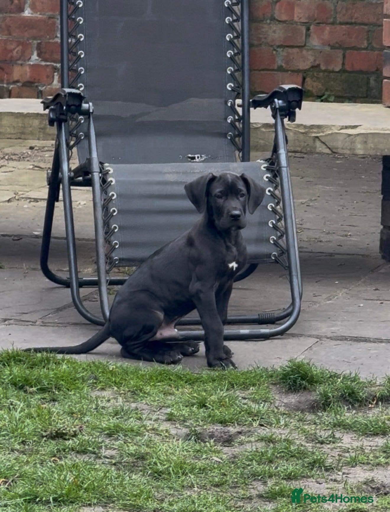 Great Dane dogs Health Tested 1 male left Great Dane pups - Advert 5