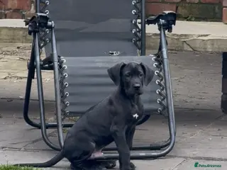 Great Dane dogs Health Tested 1 male left Great Dane pups - Advert 5