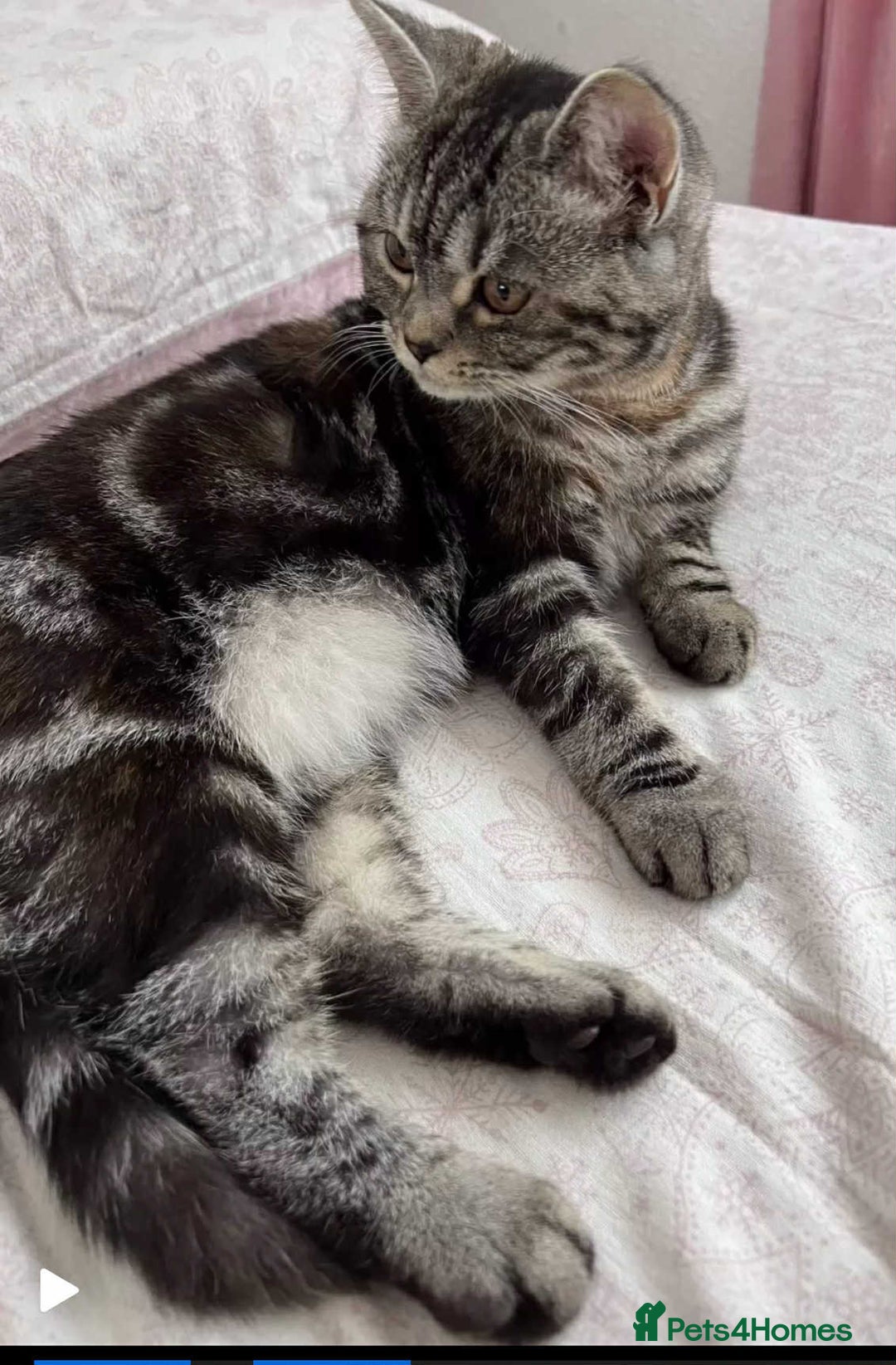 British Longhair cats for sale: 2 girls kittens for sale  - Advert 6