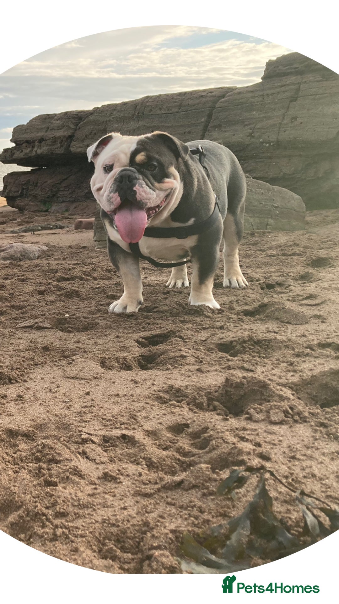 English Bulldog dogs for sale: Looking for new FOREVER home🏡 - Advert 10