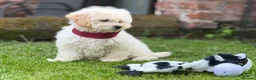 Poochon dogs for sale: Absolutely beautiful poochons ready now  in Chester - Advert 9
