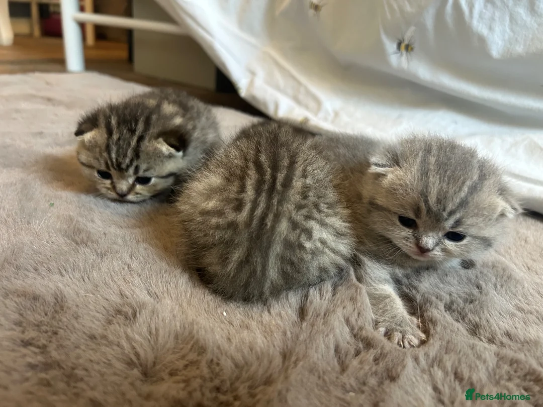 British Shorthair cats for sale:  British short hair kittens  - Advert 2